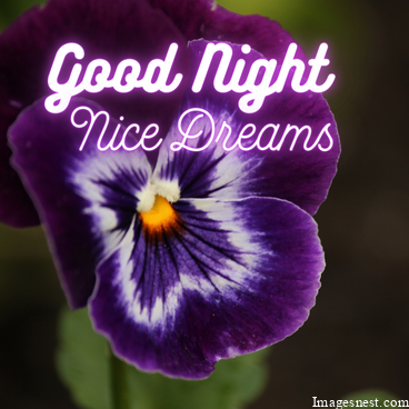 cool Good Night Flowers Images