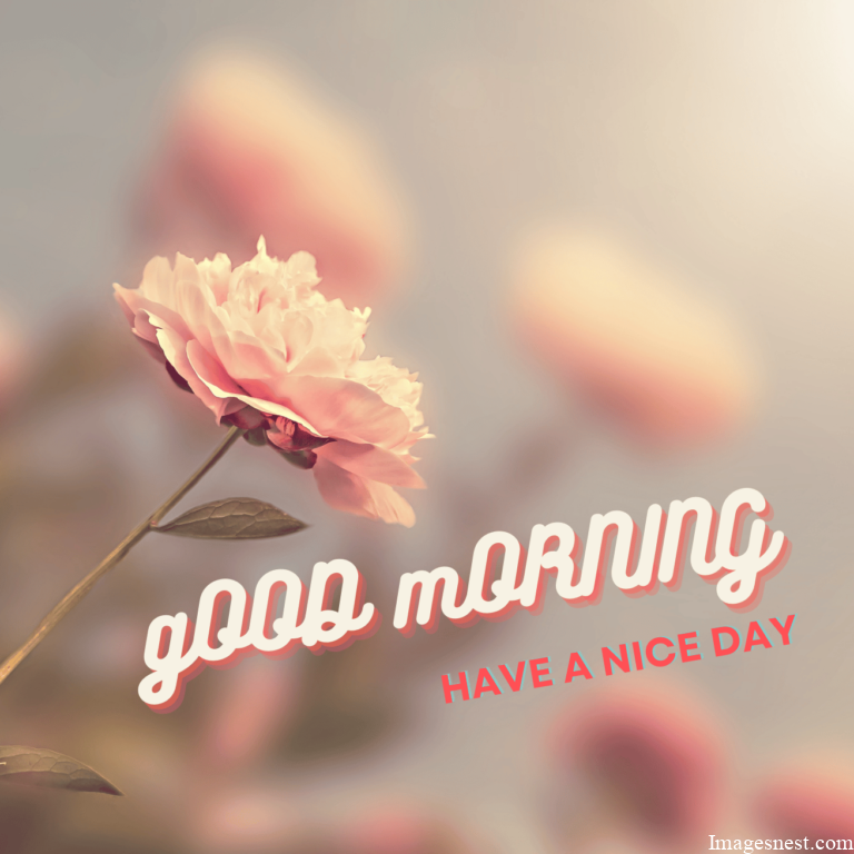 Good Morning Flower Images