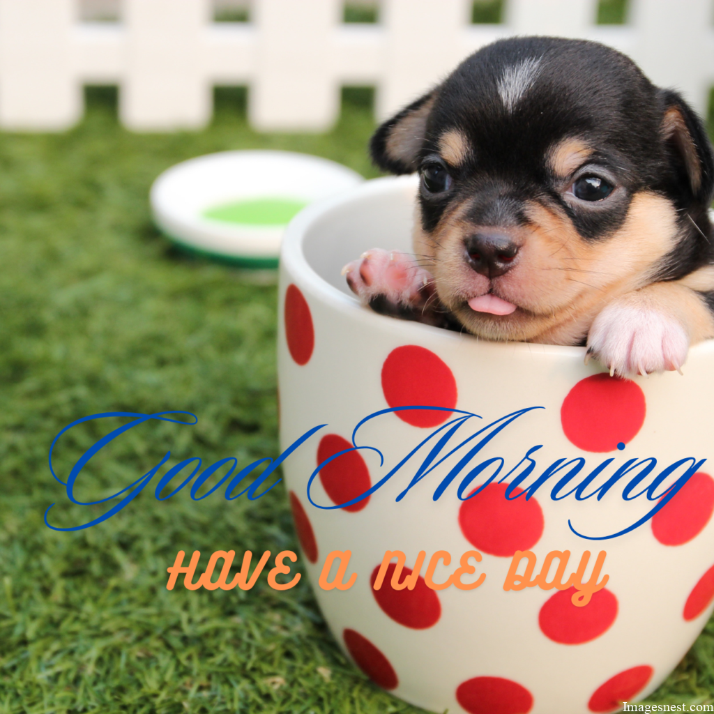 Cute And Funny Good Morning Puppy Images