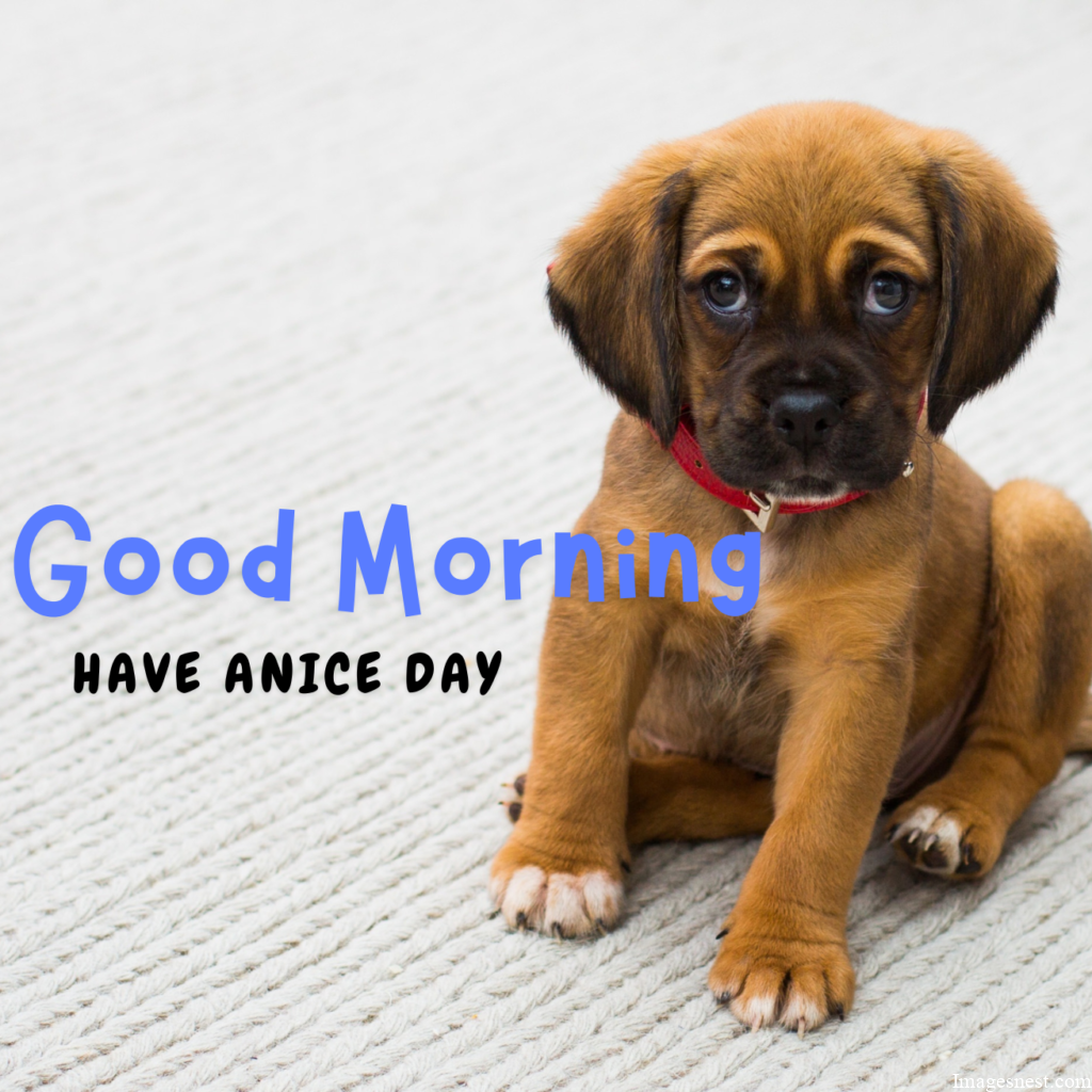 so cute Good Morning Puppy Images