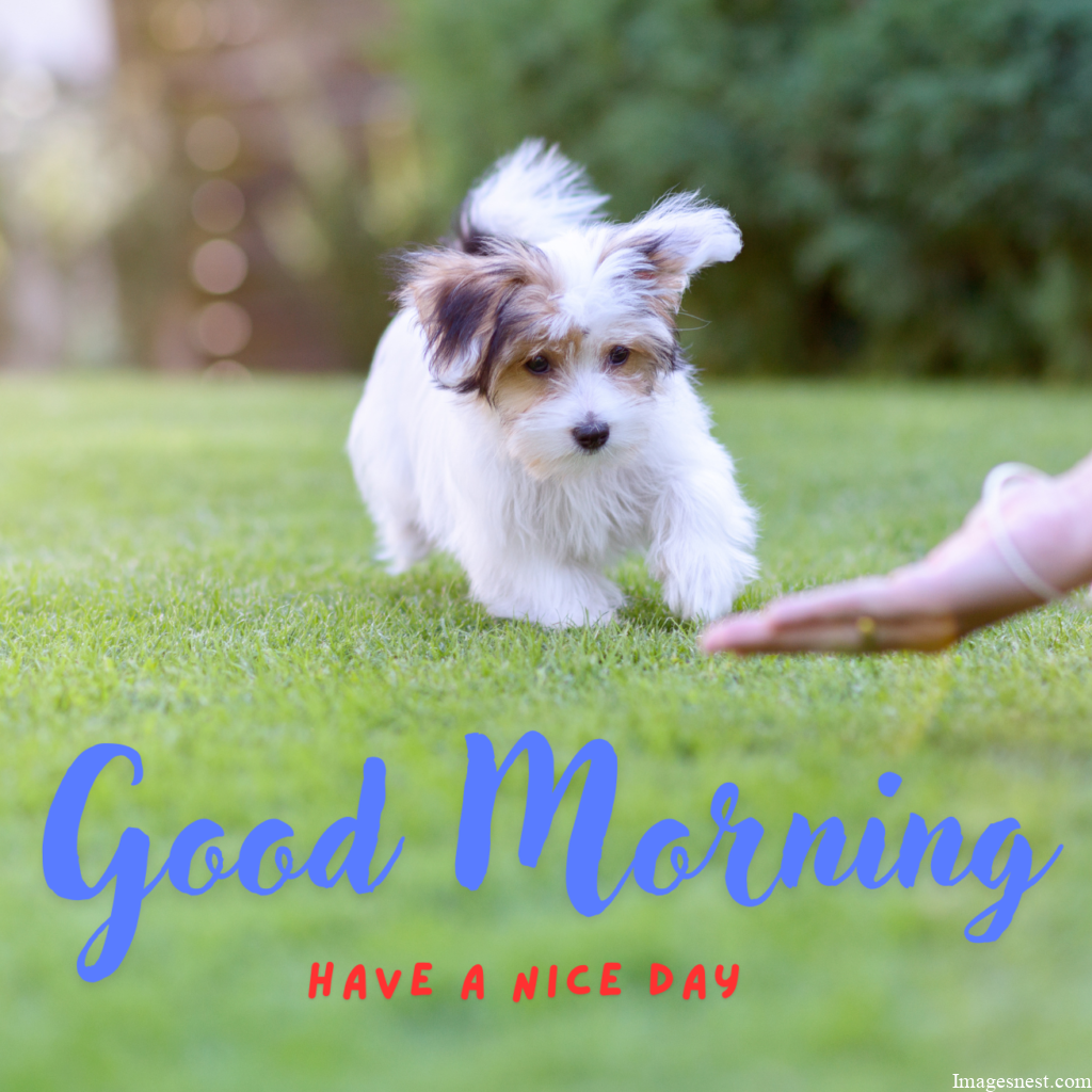 Good Morning white Puppy Images