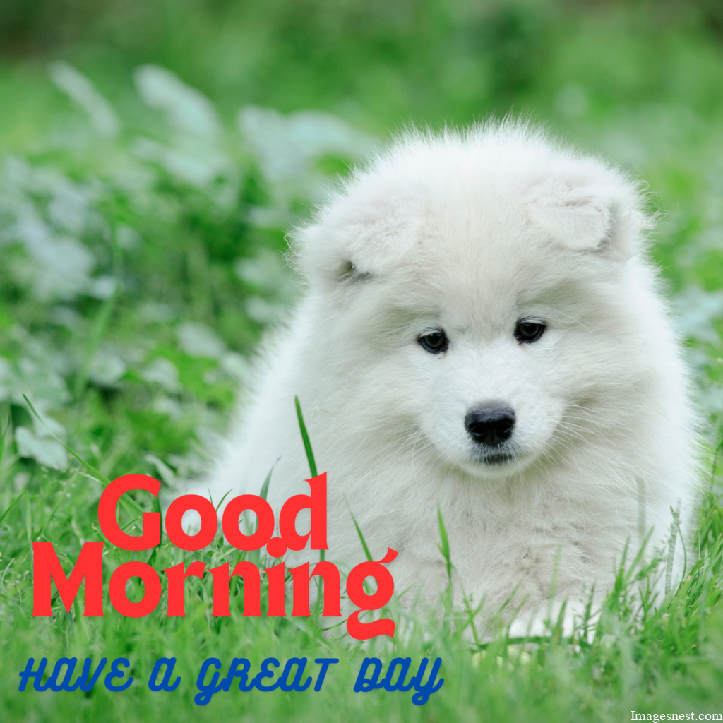 Cute Good Morning white Puppy Images