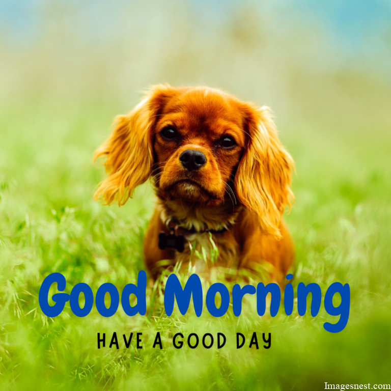 Good Morning Puppy Images