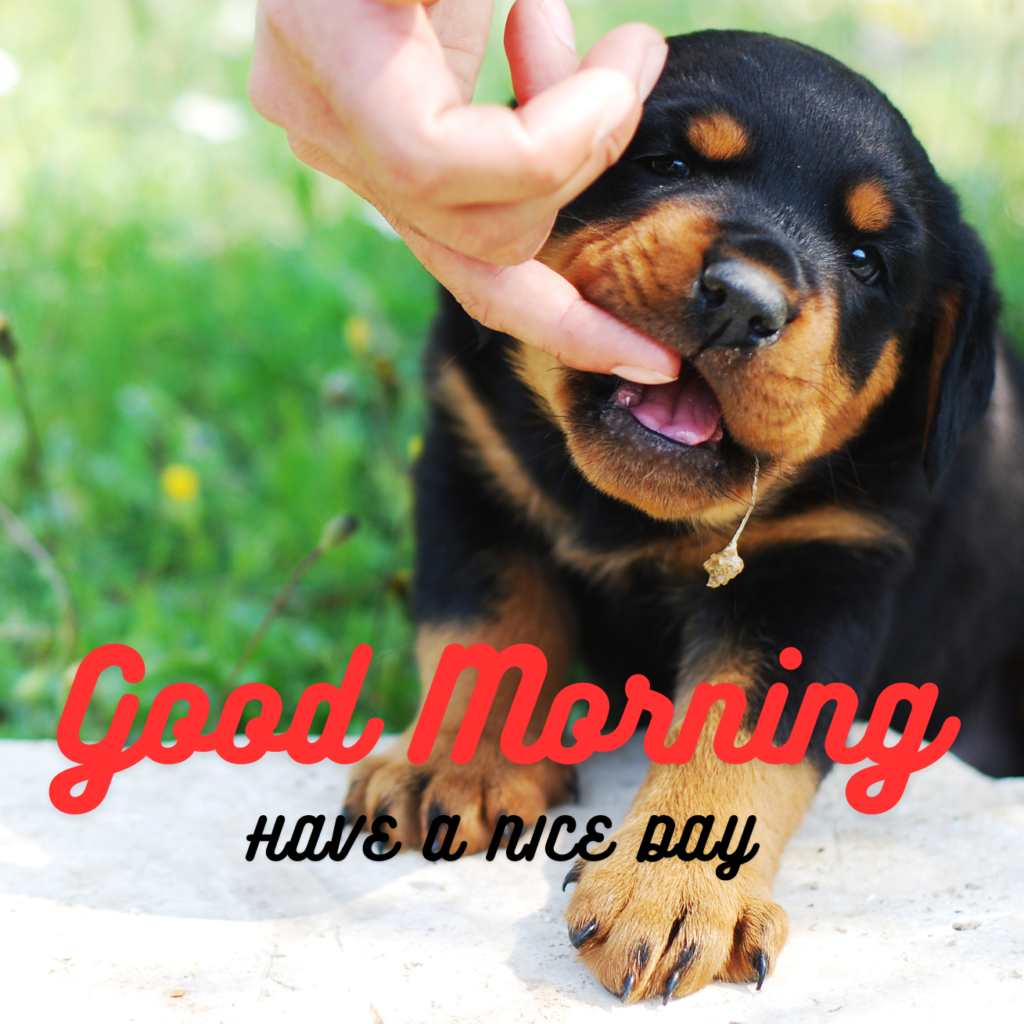 download Good Morning Puppy Images