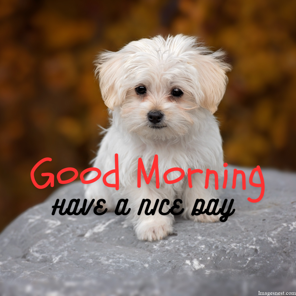 Full HD Good Morning Puppy Images