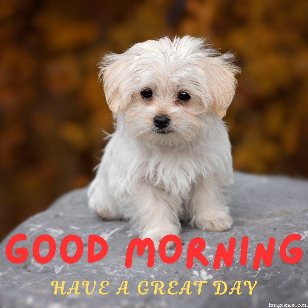 Cute Good Morning Puppy Images