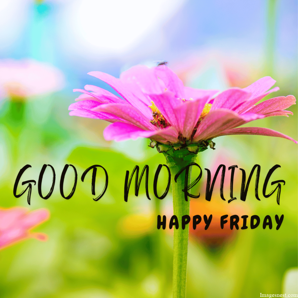 cute Good Morning Friday Images