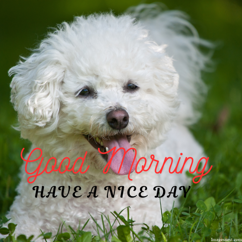 Aesthetic Good Morning Puppy Images HD