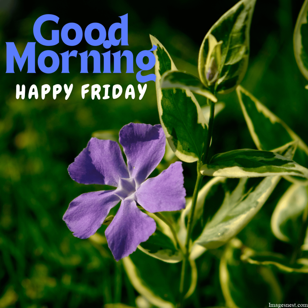 Good Morning Friday Images with flower