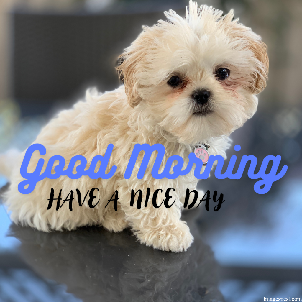 Good Morning Puppy Images With greetings