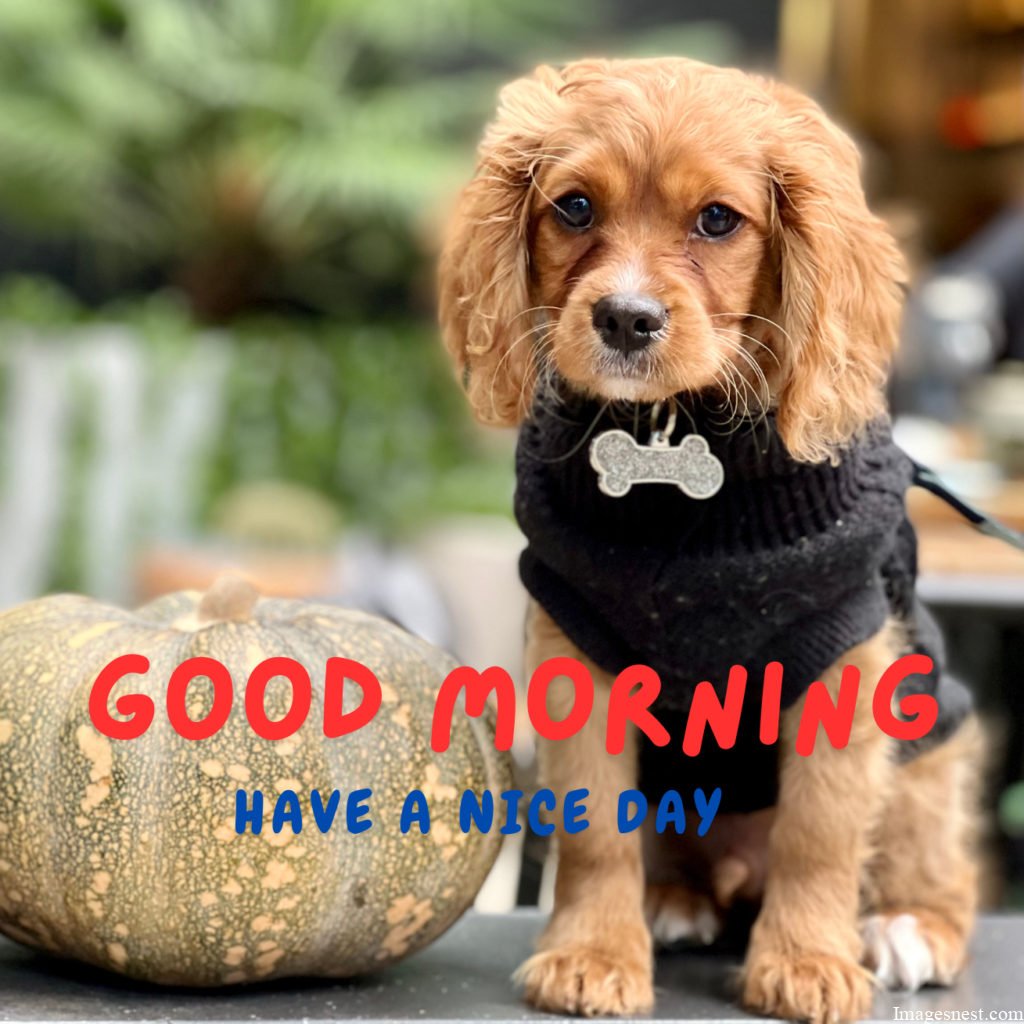 Cool Dog Good Morning Puppy Images