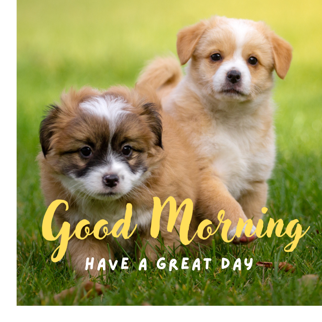 cool Good Morning Puppy Images