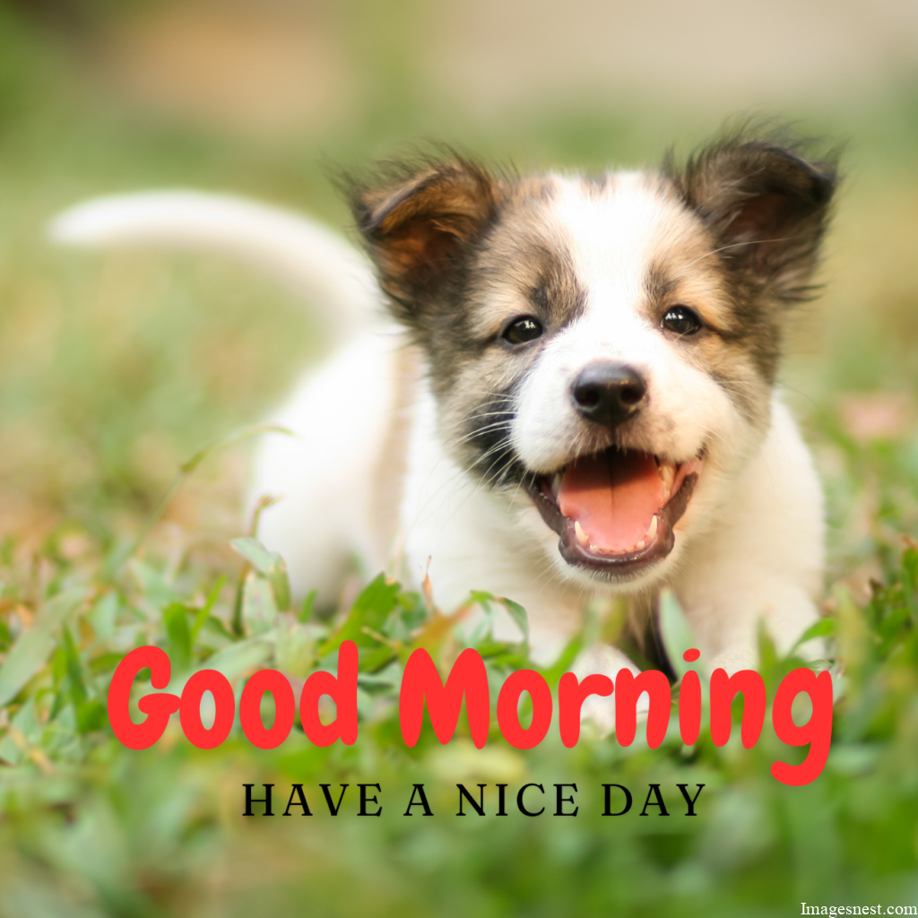 cute Good Morning Dog Images