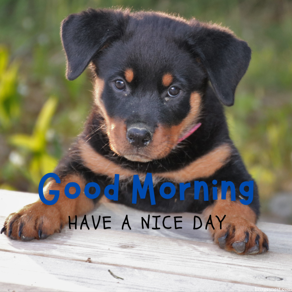 catchy Good Morning Puppy Images