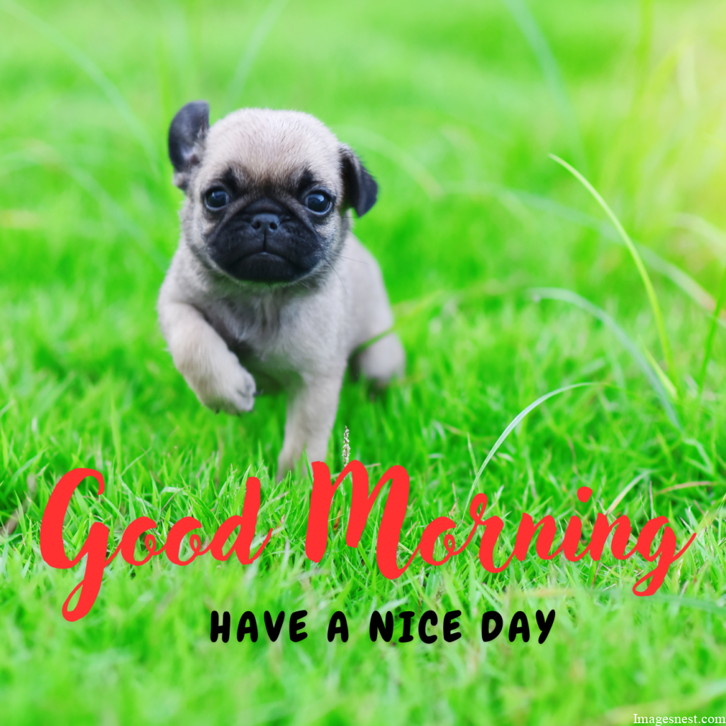 HD Good Morning Puppy Images