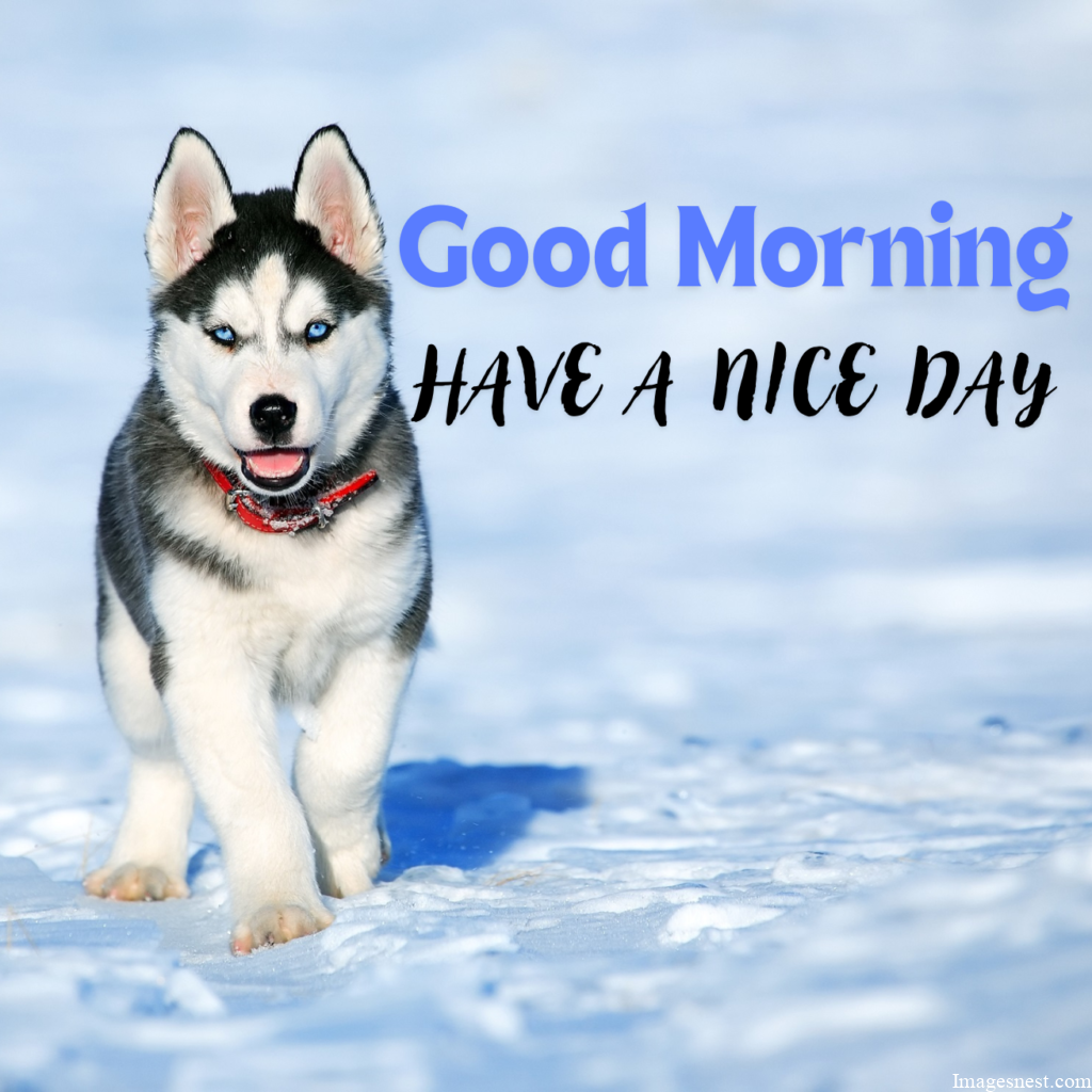 Cool HD Good Morning Puppy Images