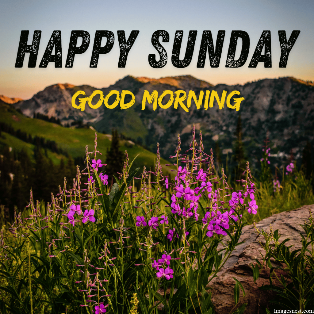 fresh Good Morning Happy Sunday Images