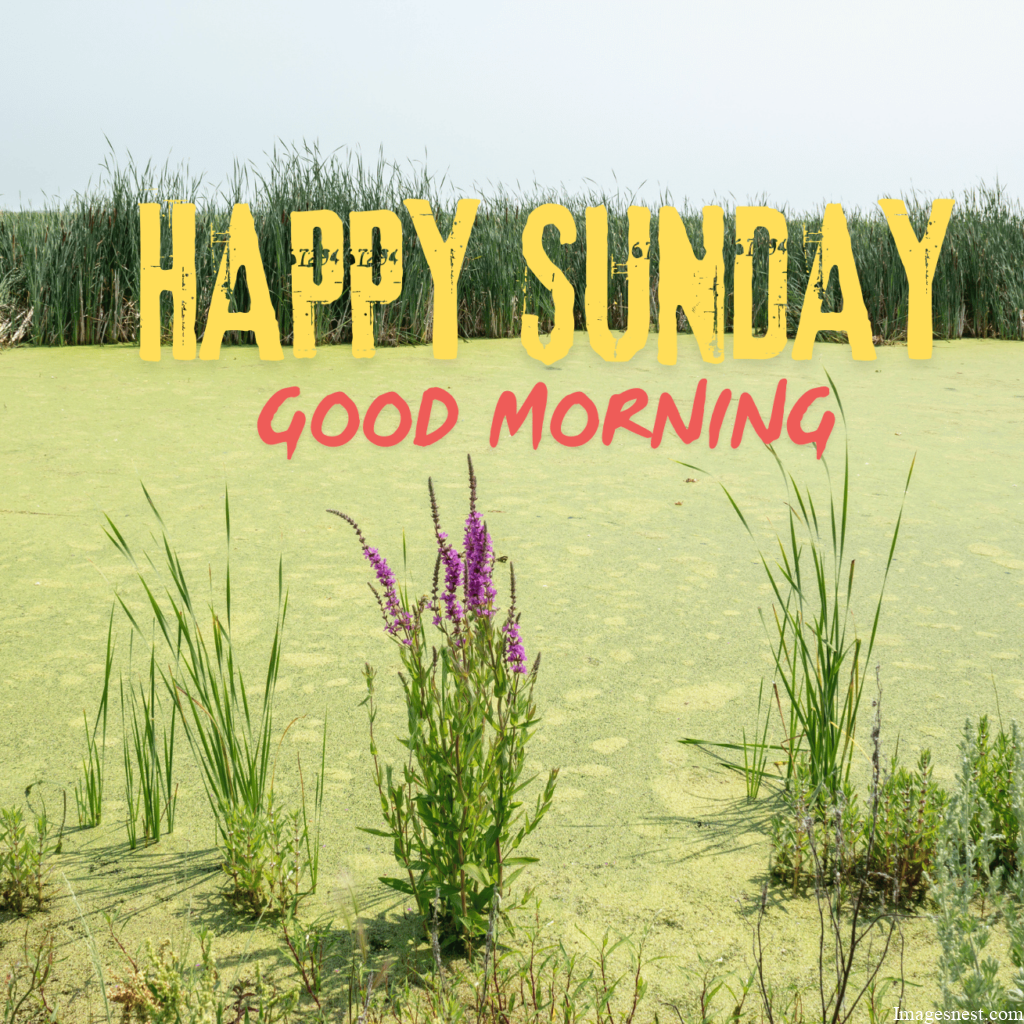 cool and Fresh Good Morning Happy Sunday Images