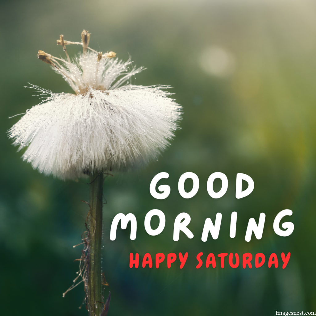 Good Morning Saturday Images download HD